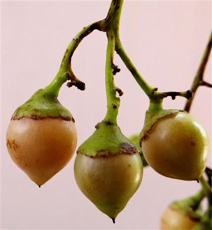 Cordia myxa